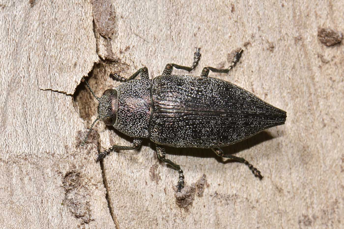 Buprestidae: Dicerca aenea ? S